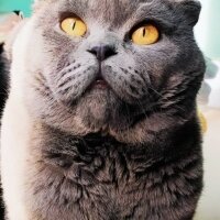 Scottish Fold, Kedi  Herkül fotoğrafı