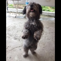 Maltese, Köpek  Oscar fotoğrafı