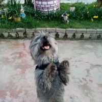 Maltese, Köpek  Oscar fotoğrafı