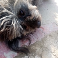 Maltese, Köpek  Oscar fotoğrafı