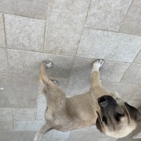 Kangal, Köpek  Adı yok fotoğrafı
