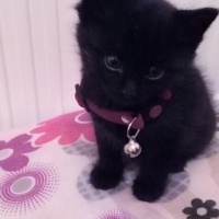 Tekir Kedi, Kedi  Bolton fotoğrafı