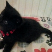 Tekir Kedi, Kedi  Bolton fotoğrafı