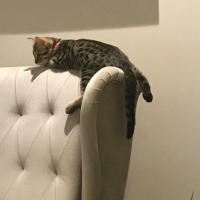 Tekir Kedi, Kedi  YAREN fotoğrafı
