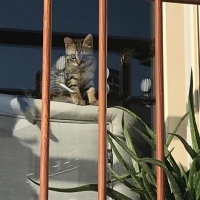 Tekir Kedi, Kedi  YAREN fotoğrafı
