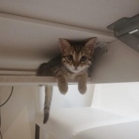 Tekir Kedi, Kedi  YAREN fotoğrafı