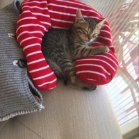 Tekir Kedi, Kedi  YAREN fotoğrafı