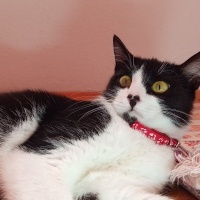 Tuxedo (Smokin) Kedi, Kedi  Miniş fotoğrafı
