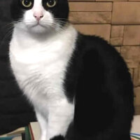 Tuxedo (Smokin) Kedi, Kedi  Çarli fotoğrafı