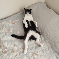 Tuxedo (Smokin) Kedi, Kedi  Çarli fotoğrafı