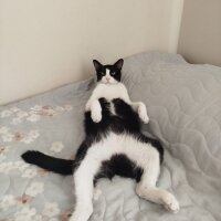 Tuxedo (Smokin) Kedi, Kedi  Çarli fotoğrafı