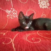 Bombay, Kedi  Zeytin fotoğrafı