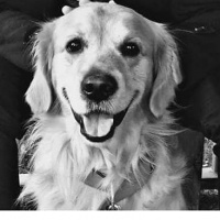 Golden Retriever, Köpek  Paşa fotoğrafı