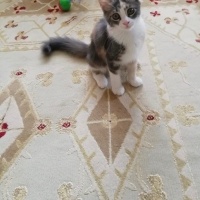 American Shorthair, Kedi  Ceku fotoğrafı