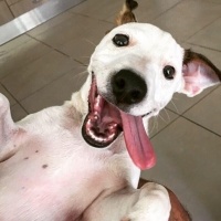Jack Russell Terrier, Köpek  Milo fotoğrafı