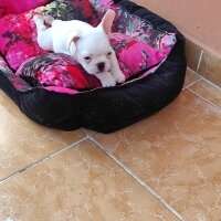 Bull Terrier, Köpek  Alex fotoğrafı