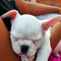 Bull Terrier, Köpek  Alex fotoğrafı