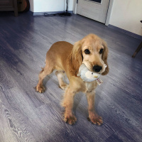 Amerikan Cocker Spaniel, Köpek  Behlül fotoğrafı
