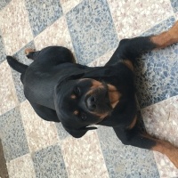 Rottweiler, Köpek  Leo fotoğrafı