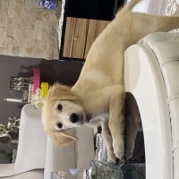 Golden Retriever, Köpek  Sindy fotoğrafı