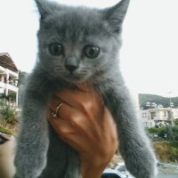 British Shorthair, Kedi  Bıdık fotoğrafı