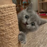 British Shorthair, Kedi  Bıdık fotoğrafı