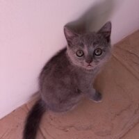 British Shorthair, Kedi  Bıdık fotoğrafı