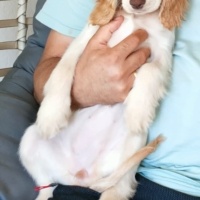 İngiliz Cocker Spaniel, Köpek  Maya fotoğrafı