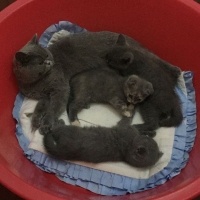 Scottish Fold, Kedi  Bihter fotoğrafı