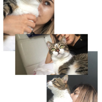 Tekir Kedi, Kedi  Vera fotoğrafı