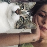 Tekir Kedi, Kedi  Vera fotoğrafı