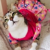 Tekir Kedi, Kedi  Vera fotoğrafı