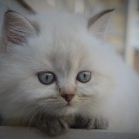 British Shorthair, Kedi  Bulut fotoğrafı