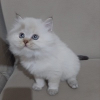 British Shorthair, Kedi  Bulut fotoğrafı