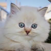 British Shorthair, Kedi  Bulut fotoğrafı