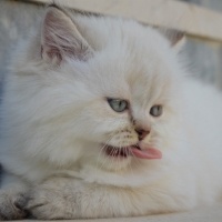 British Shorthair, Kedi  Bulut fotoğrafı