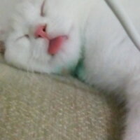 Scottish Fold, Kedi  Venüs fotoğrafı