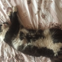 Tuxedo (Smokin) Kedi, Kedi  Gece fotoğrafı