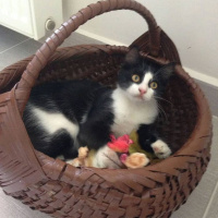 Tuxedo (Smokin) Kedi, Kedi  Gece fotoğrafı
