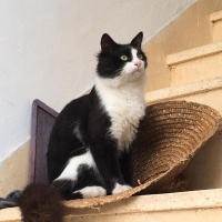 Tuxedo (Smokin) Kedi, Kedi  Gece fotoğrafı