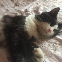 Tuxedo (Smokin) Kedi, Kedi  Gece fotoğrafı
