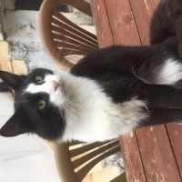 Tuxedo (Smokin) Kedi, Kedi  Gece fotoğrafı