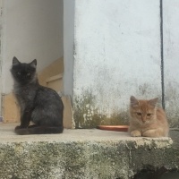 Tuxedo (Smokin) Kedi, Kedi  Gece fotoğrafı