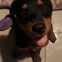 Rottweiler, Köpek  REINA fotoğrafı