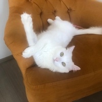 Ankara Kedisi, Kedi  Sakız fotoğrafı