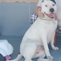 Amerikan Pitbull Terrier, Köpek  Line fotoğrafı
