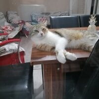 Tekir Kedi, Kedi  Lila fotoğrafı