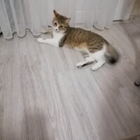 Tekir Kedi, Kedi  Lila fotoğrafı