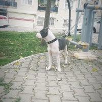 Amerikan Staffordshire Terrier, Köpek  Reyna fotoğrafı