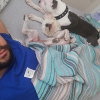 Amerikan Staffordshire Terrier, Köpek  Reyna fotoğrafı